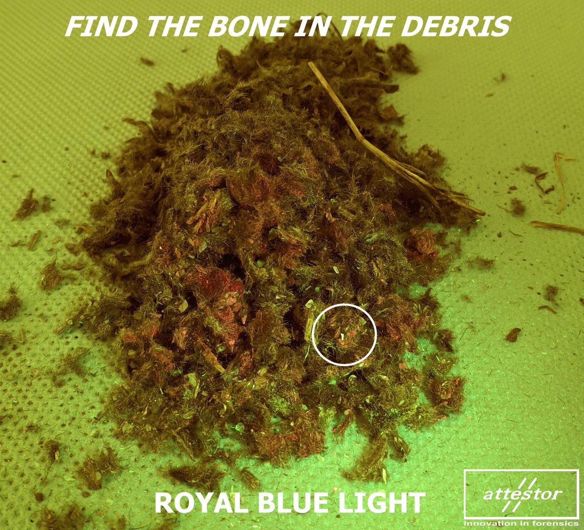 Attestor_forsc's tweet photo. Use alternate light sources to make evidence like bones stand out! Learn more about it at one of our free webinars. Check our schedule to RSVP for one of our upcoming events: https://t.co/mbpYM7Rr0e
#forensicsfriday #Friday #forensics #csi #bones #science #webinar #demo https://t.co/mfa5HD4V3S