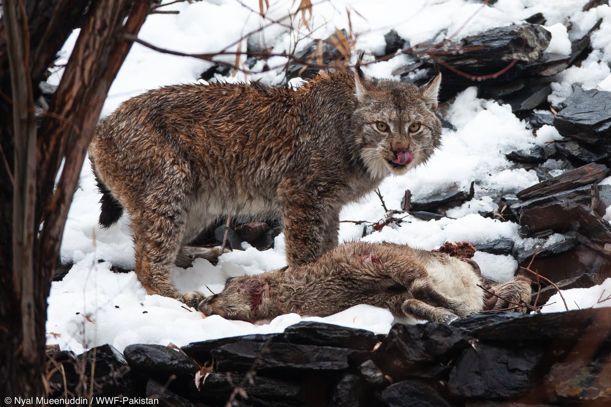 We’re very excited to share the first intimate footage of the Himalayan #lynx ever filmed in #Pakistan, captured by WWF and #KPWildlife on the steep rocky cliffs of #Chitral Valley. 

Click here for full video: youtu.be/bp7v7ERduuA

1/2

#Lynx #Markhor #Wildlife