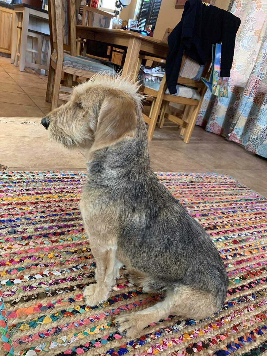 Dukecitymadre's tweet photo. @GMA Do pets count?? #mohawkchallenge https://t.co/26Vhuvmpek