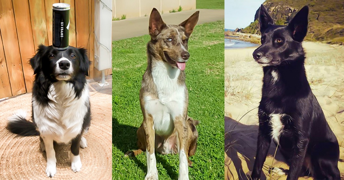 nswdcj's tweet photo. 🐕Drug-detection dogs Rusty, Pixi and Mocha are celebrating their birthdays this month and are tenacious when it comes to sniffing out #contraband from NSW #prisons. The #CSNSW #K9 unit has more than 40 staff working across the state with their #WorkingDogs #InThisTogether https://t.co/7Jf4nUqFvR