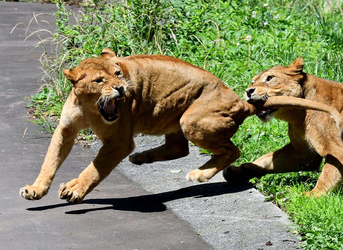 Nekooyaji ﾄﾗﾌﾞﾙ発生 多摩動物公園 T Co 9xvash9mm5 Twitter