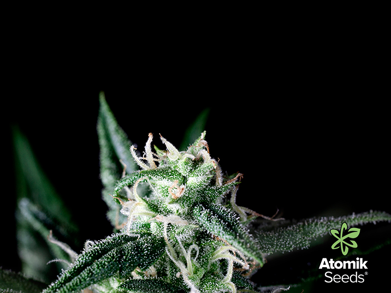 AtomikSeeds's tweet photo. 5 benefits of taking cannabis during chemotherapy. Atomik Seeds. Read more at our blog here: 

https://t.co/xpGgNrcsqu https://t.co/VXHPir13jI