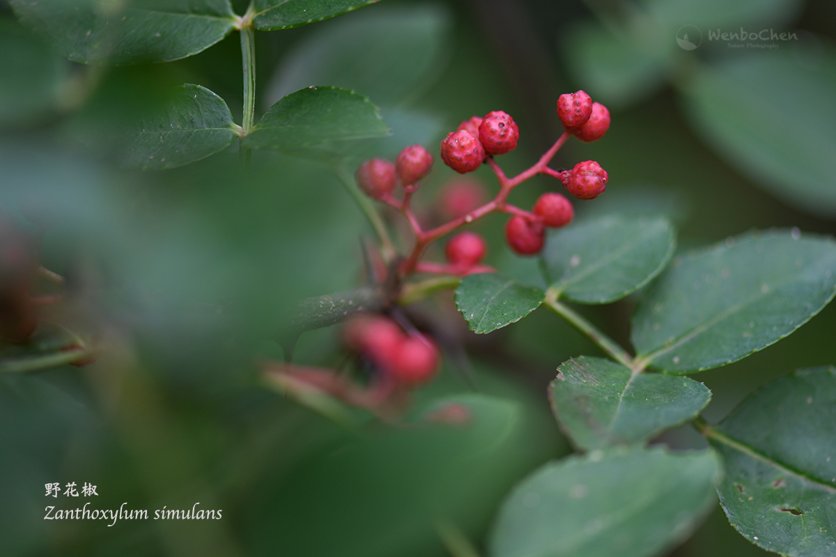 Wenbo77's tweet image. This is one of the several species in the genus of #Zanthoxylum which are used as #SichuanPepper in cooking. Sichuan pepper is responsible for the distinct taste of 'tingly and numbing' in #SichuanCuisine. #Rutaceae #花椒 #川菜 #芸香科
