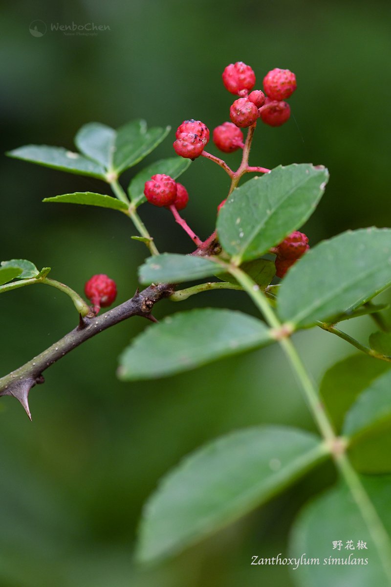 Wenbo77's tweet image. This is one of the several species in the genus of #Zanthoxylum which are used as #SichuanPepper in cooking. Sichuan pepper is responsible for the distinct taste of 'tingly and numbing' in #SichuanCuisine. #Rutaceae #花椒 #川菜 #芸香科
