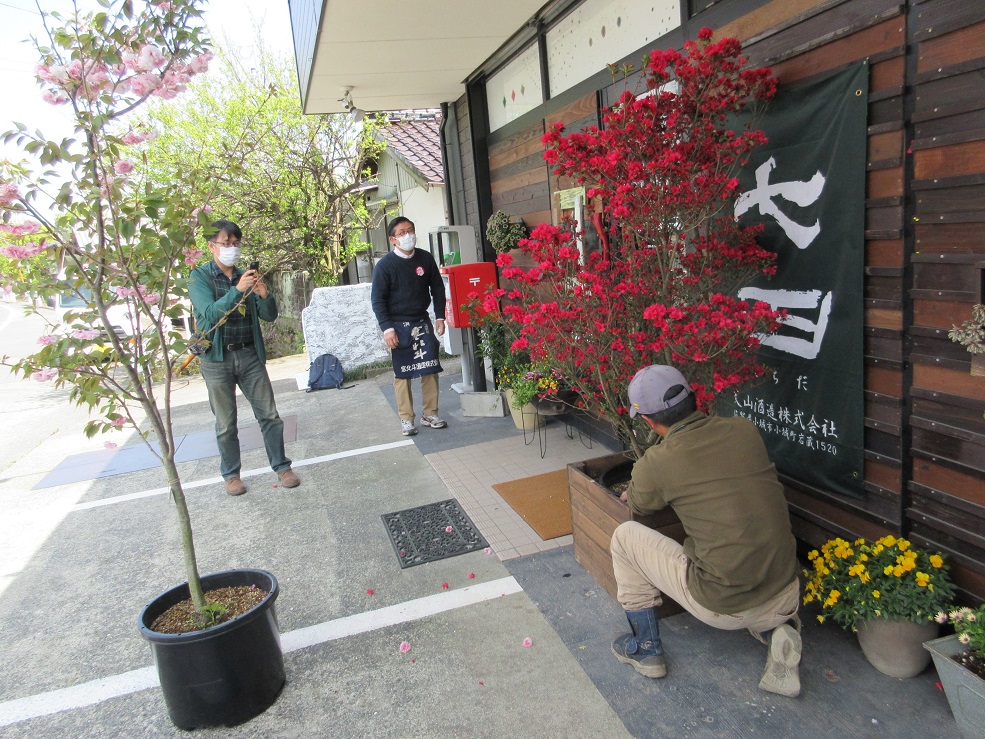 byobuzanj's tweet photo. 田主丸の植木屋さんが始めた植木リースサービスTREESe。今日、西日本新聞筑後版で紹介。見学させてもらった取材現場。プロの植木屋さんが面倒みる花(久留米ツツジ)の輝きは、心を素直になごませくれます。#久留米市 #田主丸町 #日本三大植木生産地 #植木リース #TREESe #後藤商店 #西日本新聞 https://t.co/7eElgeWiql