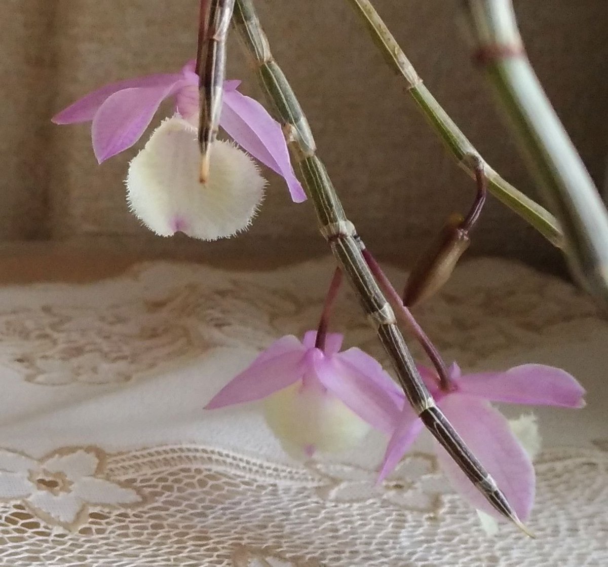 こころんグリーン デンドロビュームの花が次々に開いてきました ピンクの花びらに 中心は白い綺麗な花です 茎に葉っぱは全くありません デンドロビューム ピンク 花びら 茎 葉っぱ 春 春の花 園芸品種 園芸 ガーデニング 熊本市南区 熊本