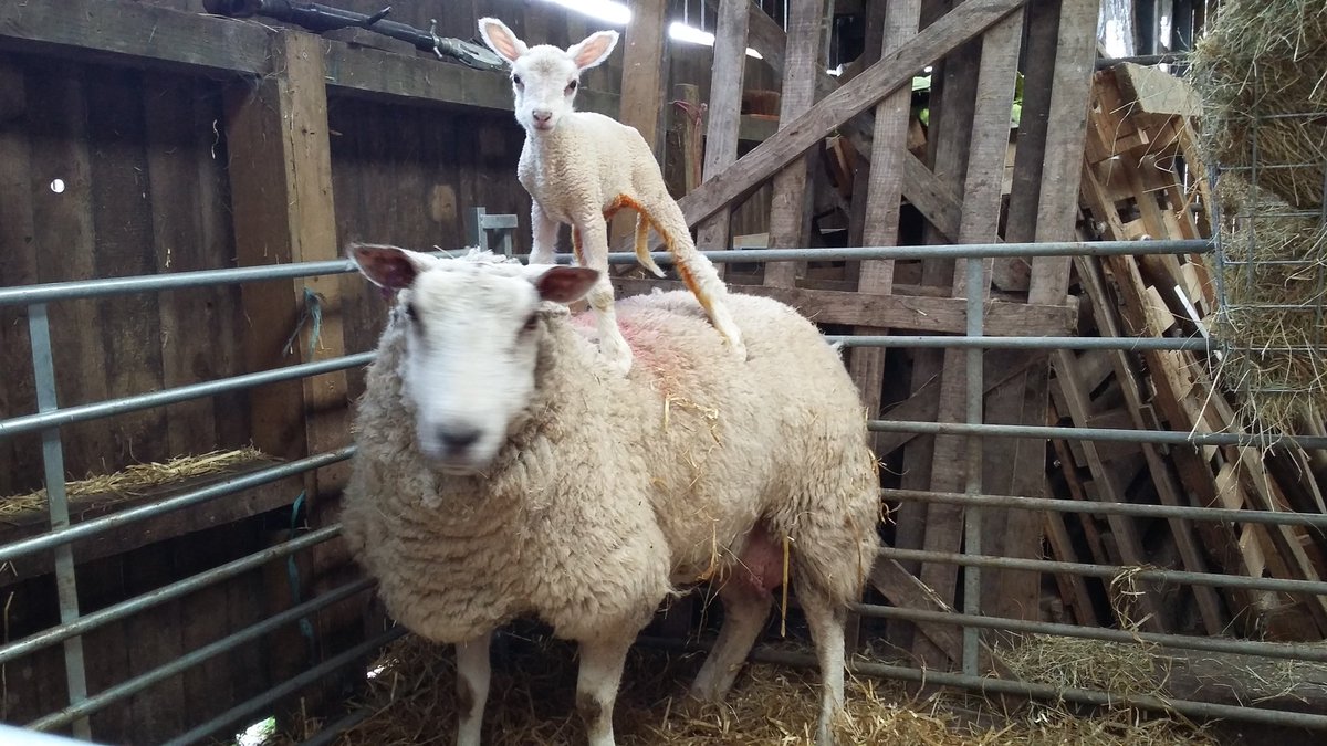 <a href="/SheepishSophie/">Sophie Barnes</a>