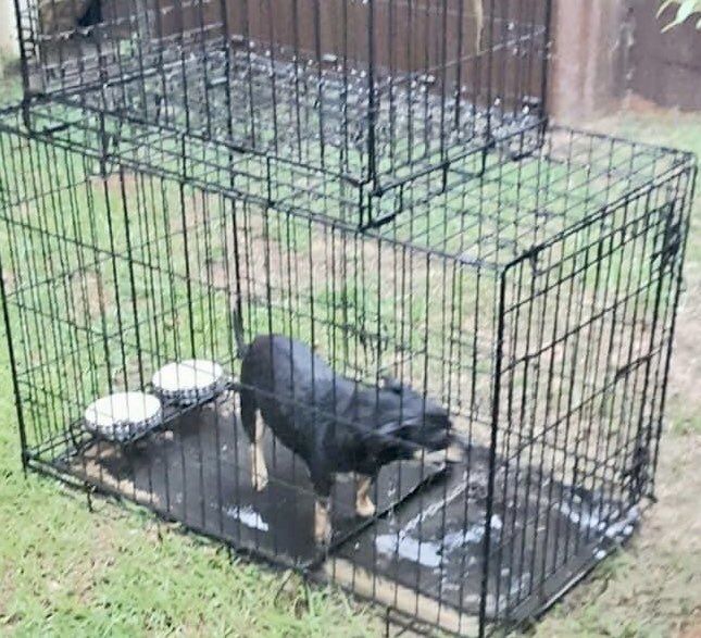 may3707's tweet photo. @ThomasDavisSDTM PLEASE HELP get this mistreated dog justice. Left chained in kennel outside in severe tornadic weather in Shellman, GA, your hometown, 4-23-20 https://t.co/2QsEMz5uf0
