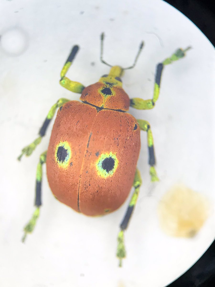 マダガスカルの毛深いゾウムシ！この1頭のみ Wikipedia - マダラアシゾウムシ 標本