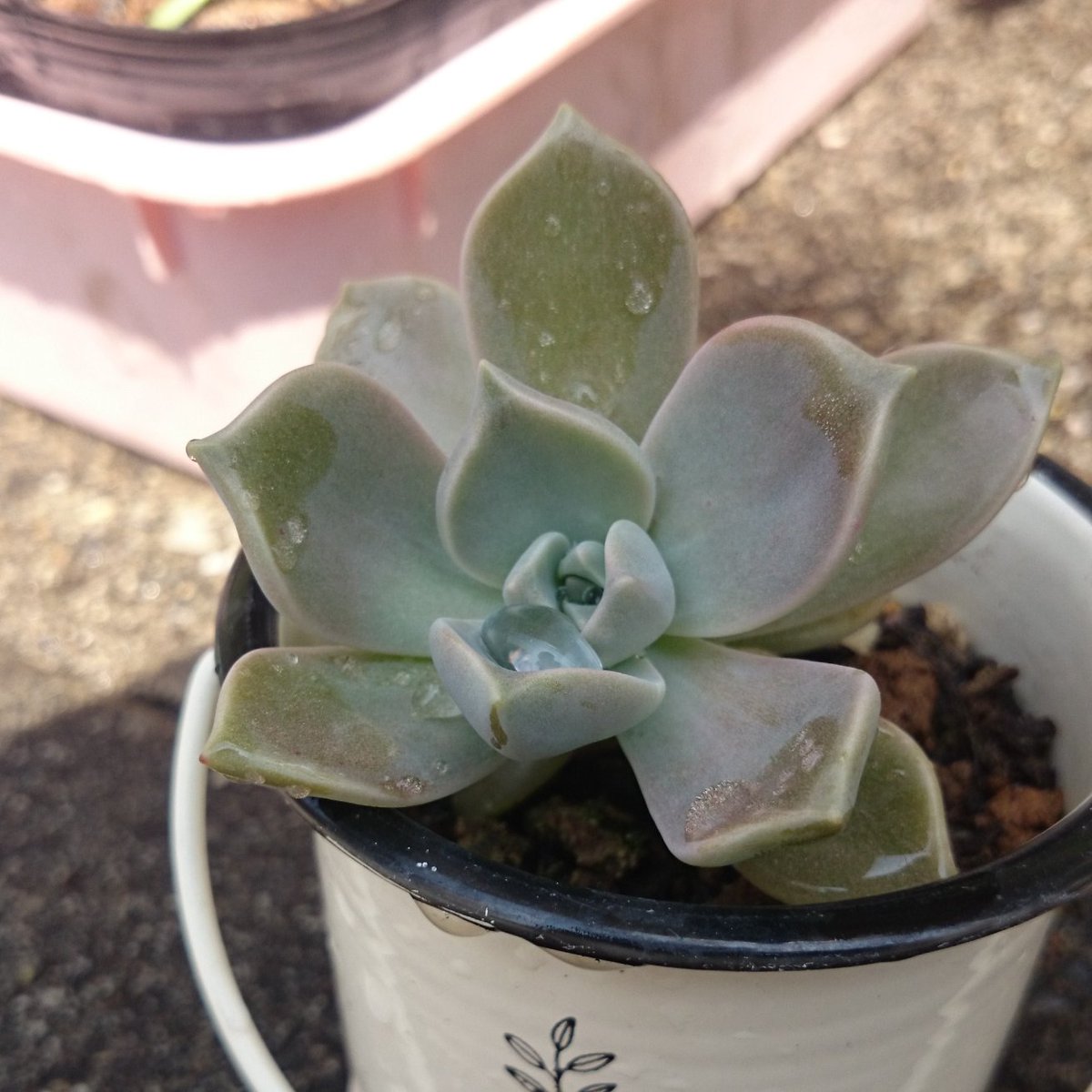 ナズナ 忙殺されてて低浮上 食べられる日はもうすぐそこ だが いざこいつを食べようとなると 好奇心と共にそれを超える躊躇する心が芽生えるw だって多肉植物 食うんだぜ グラパラリーフ