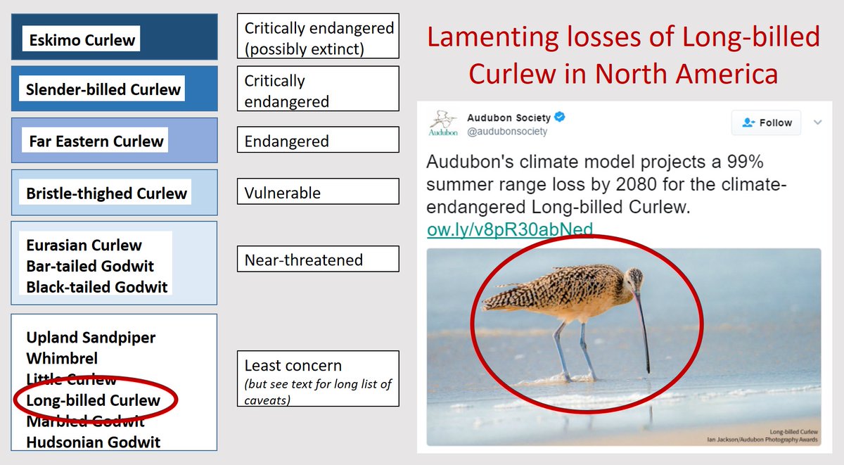 Mary Cowell interviews Heather Hayes, who is fighting to save the Long-billed Curlew - a curlew that's already threatened by climate change is now being used for target practice. 
Curlews need space and all species are under threat: 
wadertales.wordpress.com/2017/03/01/why… 
#ornithology