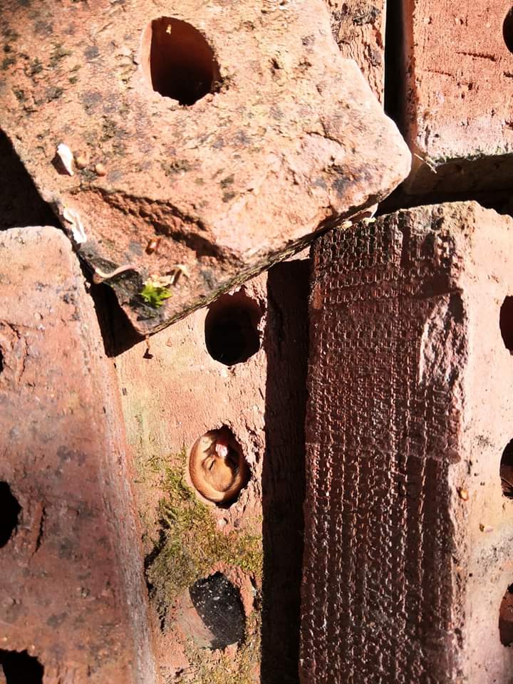 EssexWT_Darren's tweet image. Bat bricks are old news after seeing these shots of a #dormouse at one of the Essex &amp;amp; Suffolk Dormouse Group monitoring locations in Suffolk. Landowner discovered it while moving the pile but all replaced and DM fine. @Mammal_Society @PTES @WildlifeTrusts @EssexWildlife