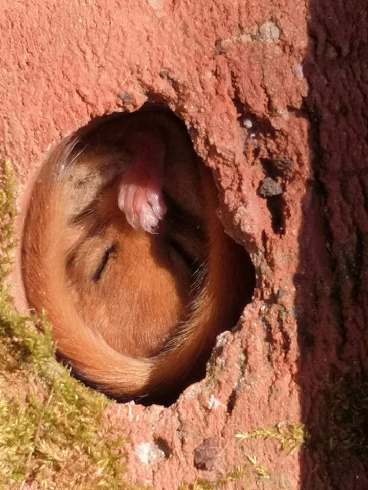 EssexWT_Darren's tweet image. Bat bricks are old news after seeing these shots of a #dormouse at one of the Essex &amp;amp; Suffolk Dormouse Group monitoring locations in Suffolk. Landowner discovered it while moving the pile but all replaced and DM fine. @Mammal_Society @PTES @WildlifeTrusts @EssexWildlife
