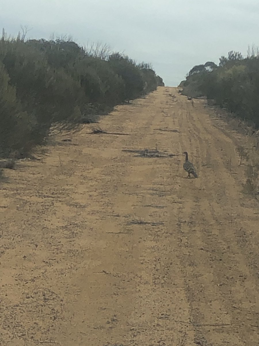 Finally saw my first #Malleefowl while  carrying out track maintenance at #CharlesDarwinReserve. Just a little bit excited!!!