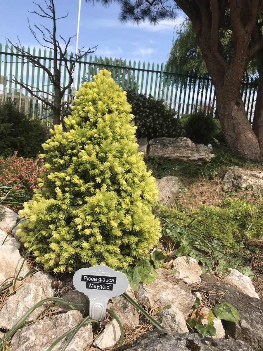 ashnurs's tweet image. Looking good in the garden today is #Picea glauca ‘Maygold’ with its fresh coat of needles on display. 

#plantsbymailorder #conifers #picea #plants #mailorder #april #gardening #garden