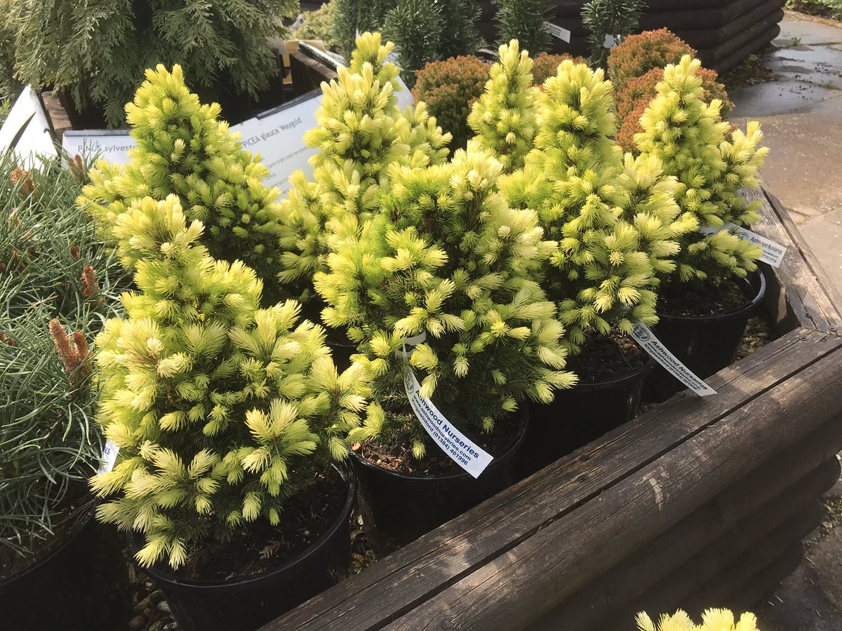 ashnurs's tweet image. Looking good in the garden today is #Picea glauca ‘Maygold’ with its fresh coat of needles on display. 

#plantsbymailorder #conifers #picea #plants #mailorder #april #gardening #garden