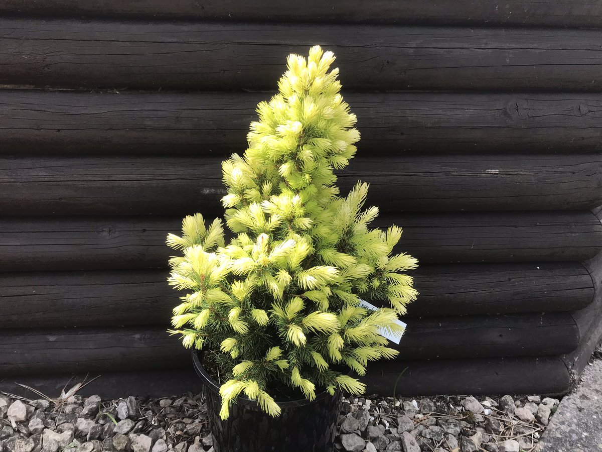 ashnurs's tweet image. Looking good in the garden today is #Picea glauca ‘Maygold’ with its fresh coat of needles on display. 

#plantsbymailorder #conifers #picea #plants #mailorder #april #gardening #garden