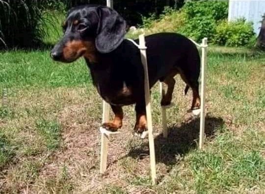 mabyura's tweet photo. #day29oflockdown #da29 ive built some hydraulics for my dog https://t.co/VNTUIO90Rc
