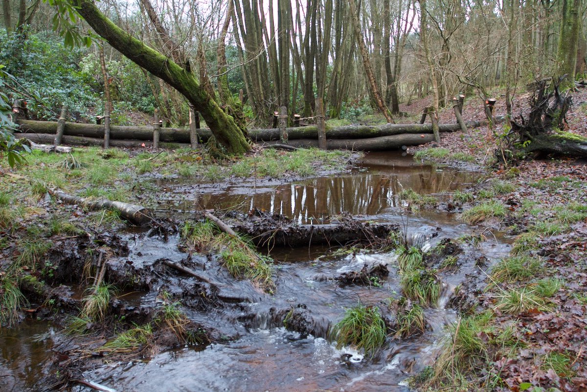 How do we recover nature in the UK? A ‘Bigger, Better, More joined up’ nature recovery network. I think there is a lot of agreement on Bigger and More joined up. More intense debate about what Better means: Better Management or Nature Working Better?  #conservation  #rewilding