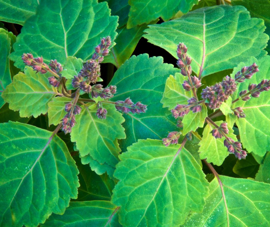 FragranceChat's tweet photo. Our #scentoftheweek is Patchouli.

Patchouli, a popular note often found in oriental fragrances.  This heavily-scented oil is extracted from dried patchouli leaves and has a strong, slightly sweet, intoxicating scent.

#fragrance #perfume #patchouli https://t.co/OIhPVJFi4D
