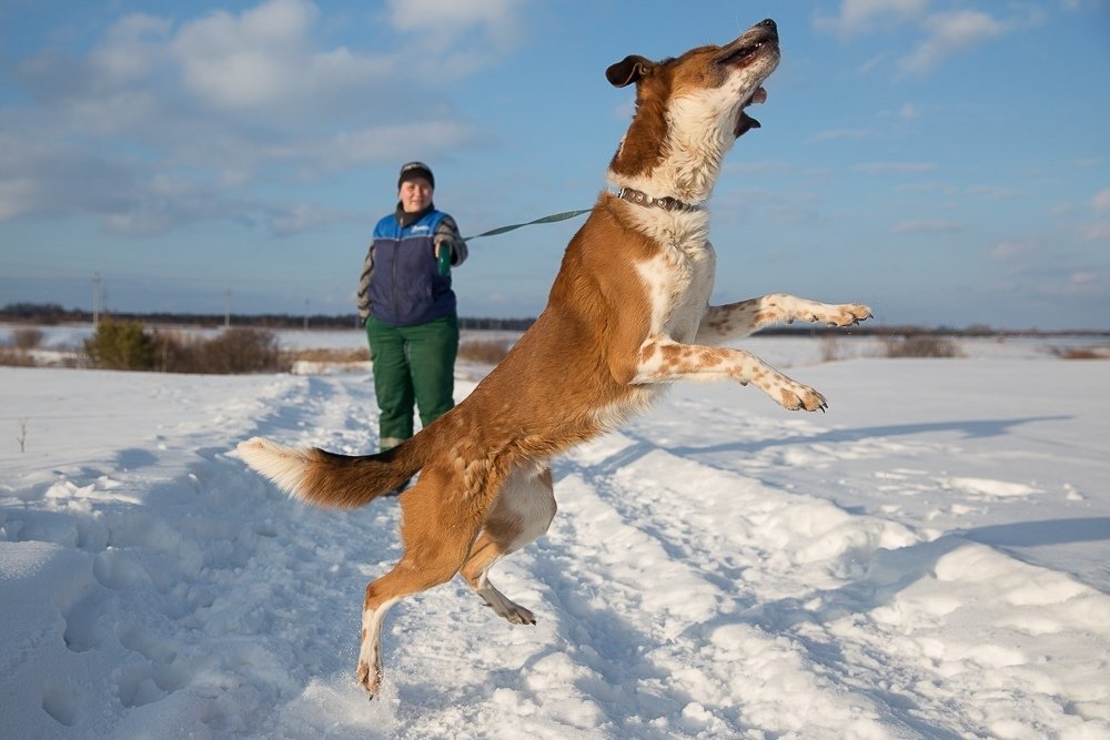 ekbdogs's tweet photo. Ищет дом Гудвин - длинноногий молодой чудо-пёс 💫🐕 https://t.co/KnAAlCjwYl https://t.co/tdAjSyIMFu