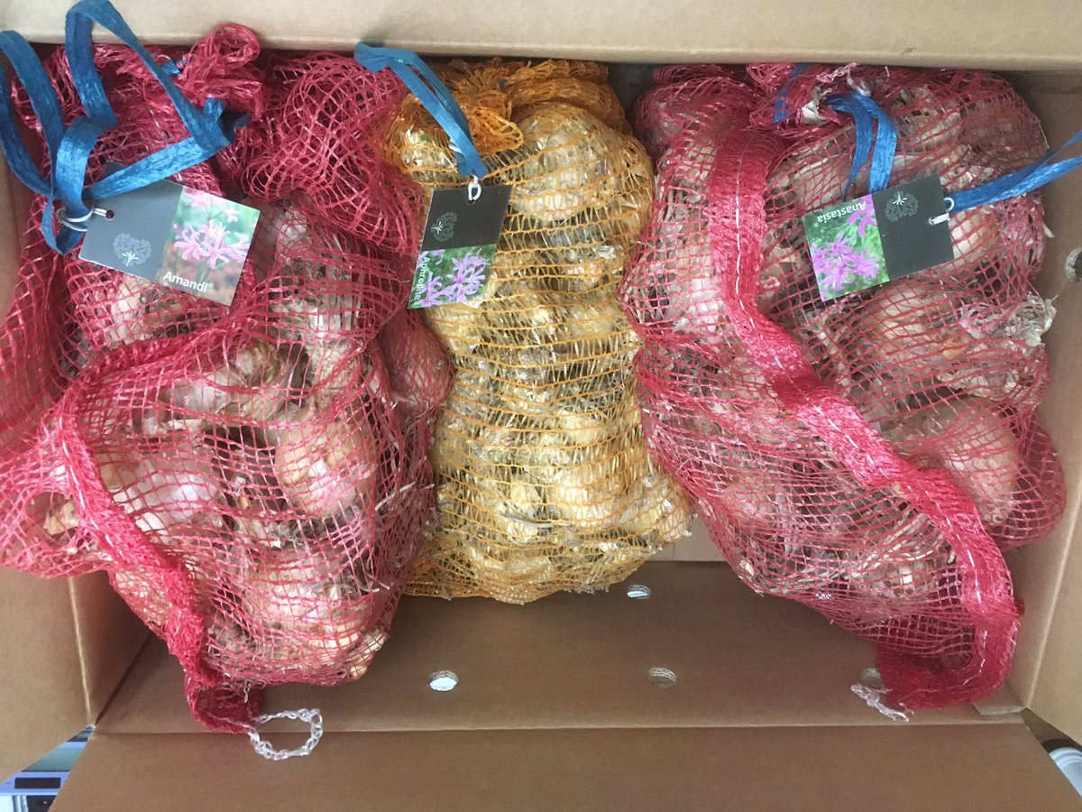 arboretumkalmt's tweet photo. Samen met #agrofleurselect testen we #Amarine in de tuin, herfstbloeiende bloembollen van Zuid-Afrikaanse oorsprong en fel roze kleuren 🤞 we kiezen alvast warme en zonnige plekjes uit. Selecties van @kittynerine met namen als Anastasia, Amandi en Aphrodite https://t.co/YS0ElmeOgD