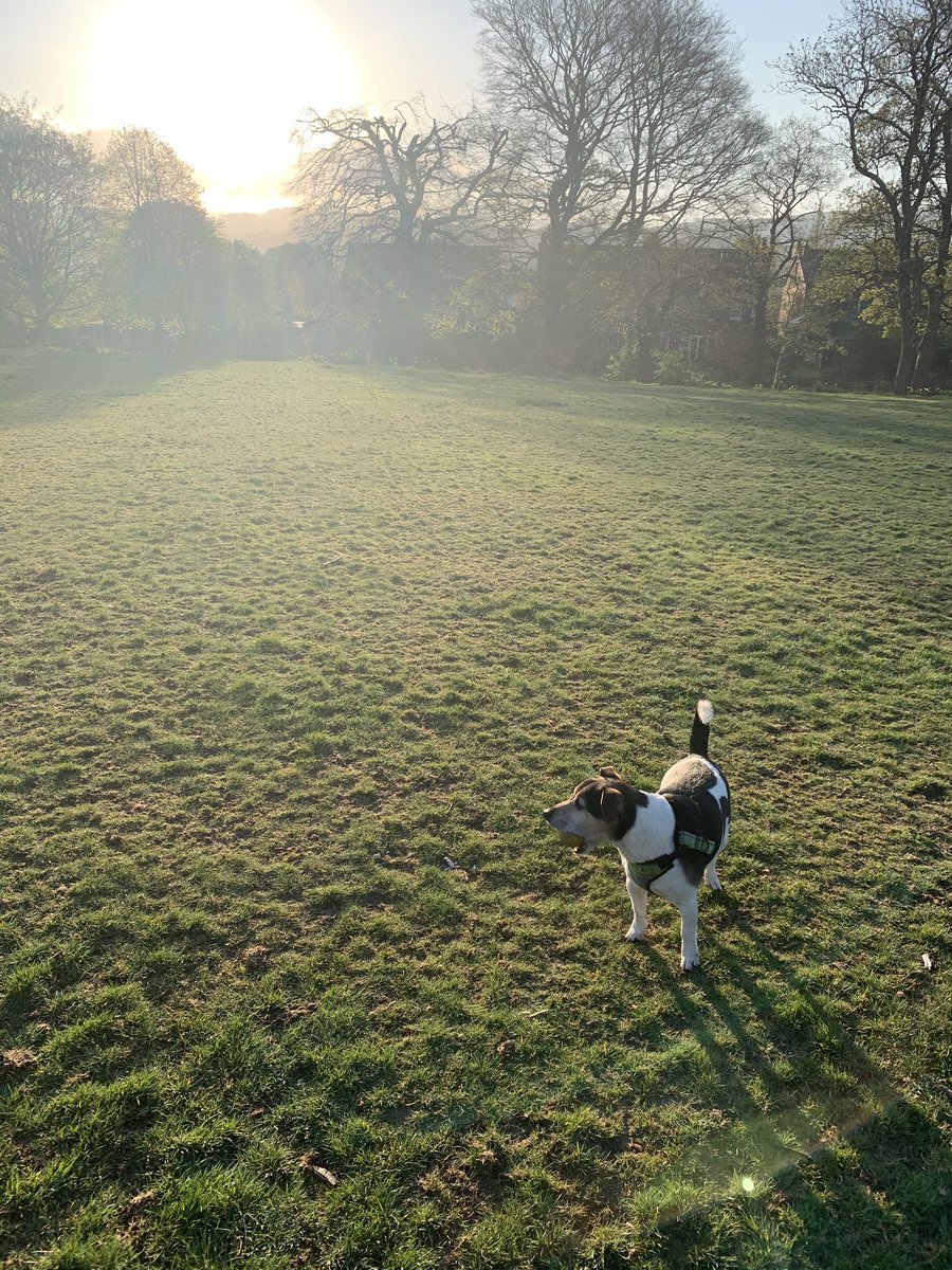 BarkleyandFetch's tweet photo. Beautiful dog walk this morning in #Marple only spoilt by Jack chasing squirrels...and barking (like a crazy jack Russell) https://t.co/2LGGxBHHoV
