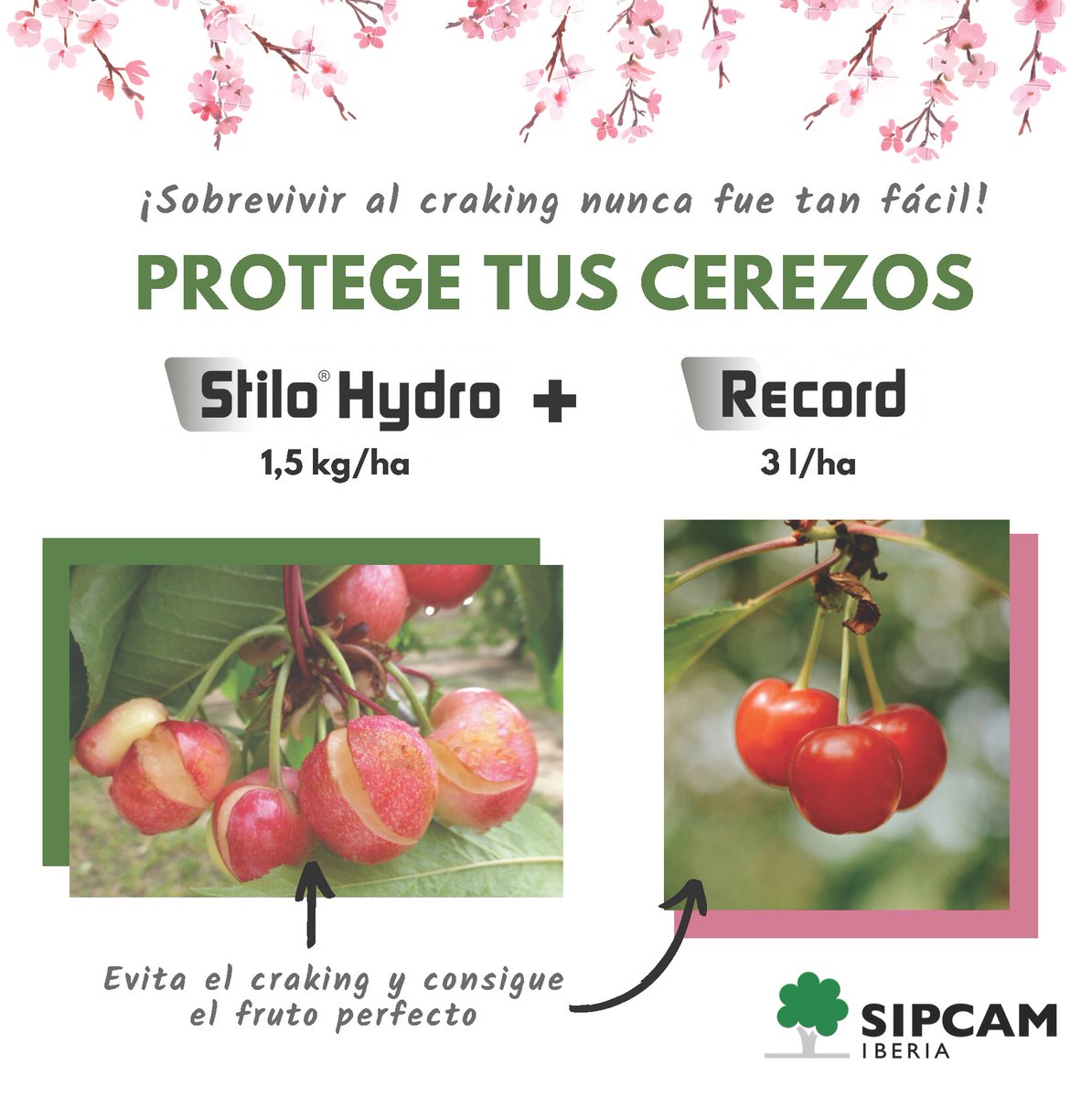 sipcam_iberia's tweet photo. ☔ Una primavera más lluviosa de lo común puede provocar en tus #cerezos 🍒 el temido #craking 💥 ¡Actúa antes con Stilo Hydro y Record para combatir el estrés hídrico y corregir carencias de tu cosecha!
Stilo Hydro ➡ https://t.co/ONDo4eMLpc
Record ➡ https://t.co/uqPdO2ePom https://t.co/y72qTBnEaW