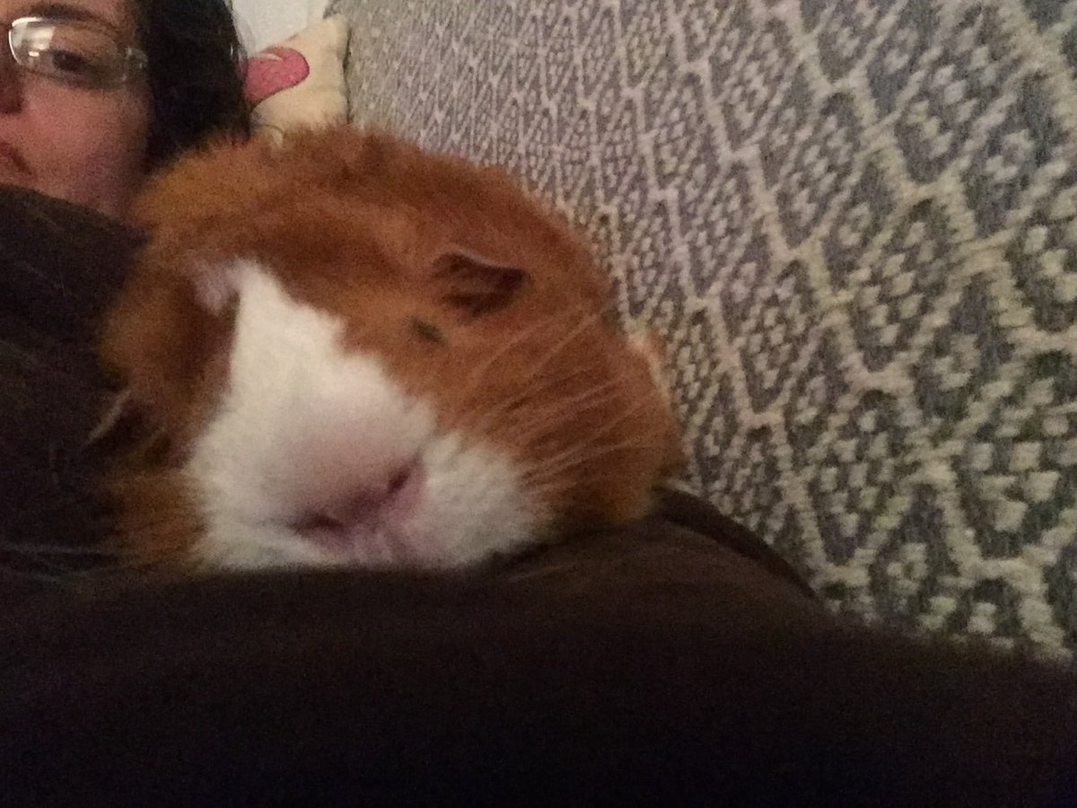 badgerbumble's tweet photo. its a year today since my brofur from a #rufflesandhorns mother went OTRB. We miss you Badge, I'd better go and snuggle up to my misty eyed hoom #cuddlepig #pantaloonking https://t.co/rQfJONC9nN