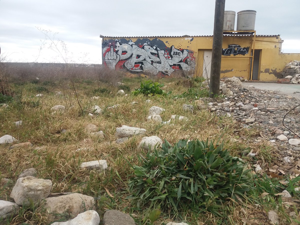 La “siempre viva malagueña” (#Limonium malacitanum) se presenta, exclusivamente, en roquedos y acantilados marinos de las costas de Málaga y Granada, donde el #plandedunas actúa para garantizar la conservación de esta especie endémica, catalogada En Peligro de Extinción.