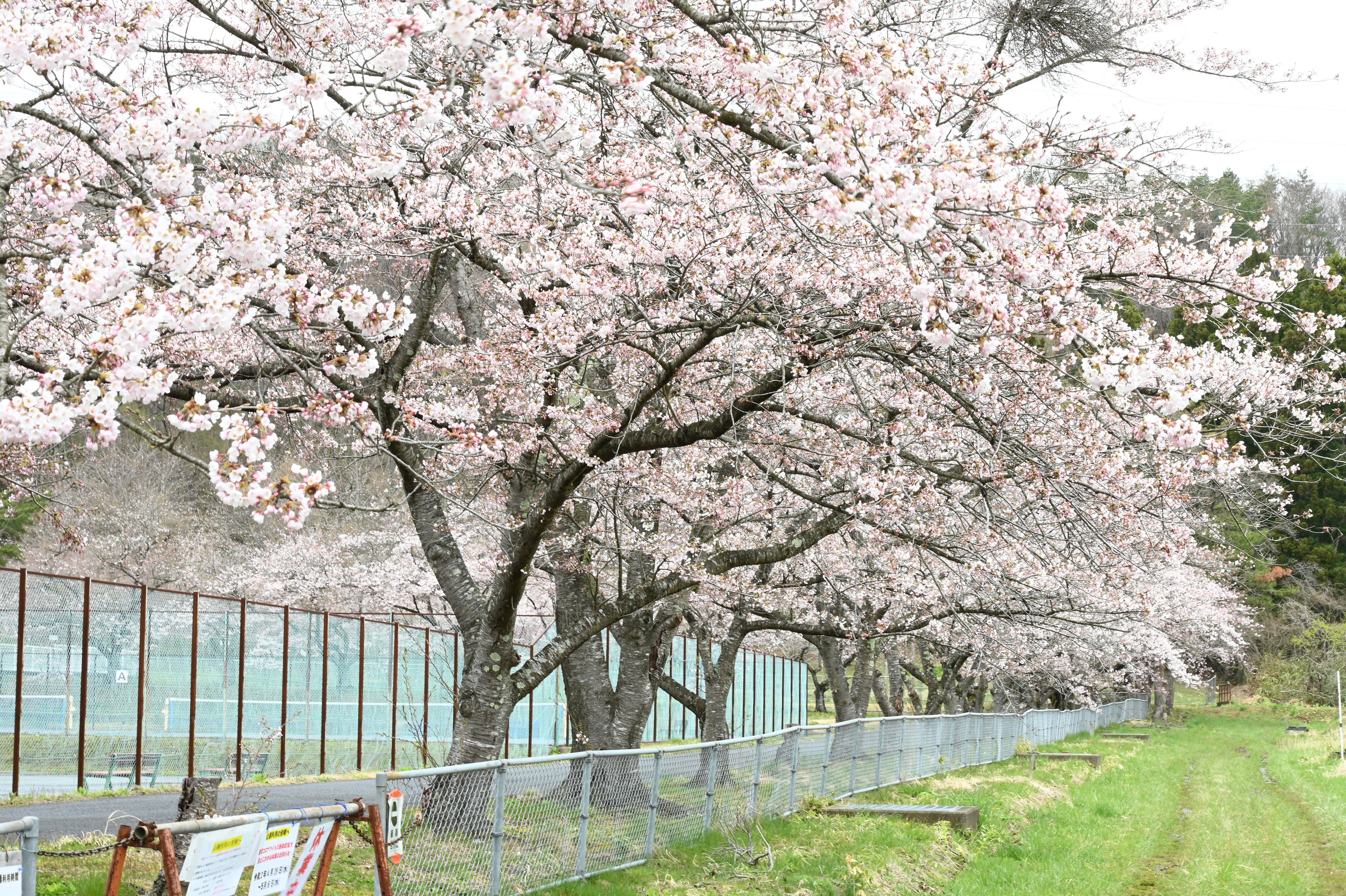 Twitter 上的 岩手日報 おうちでお花見 花巻市湯口の自然休養村広場の桜です ４月24日撮影 今年のお花見はご自宅でお楽しみください いわてサクラ 花巻市 さくら 桜 Sns花見 T Co Jcjqrydf4m Twitter