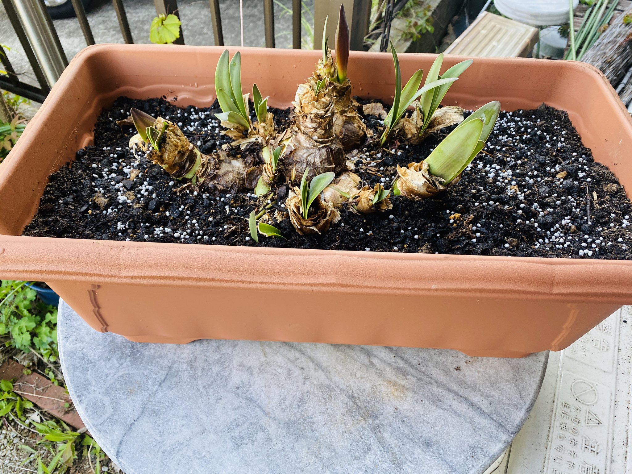 やちまう アマリリスの鉢が窮屈そうだったので 大きめのプランターに植え替えた たぶん あっという間にギッシリになってしまうんだろうな 収拾つかなくなりそうなので 地植えは避けたい T Co Sxbu9yivh4 Twitter