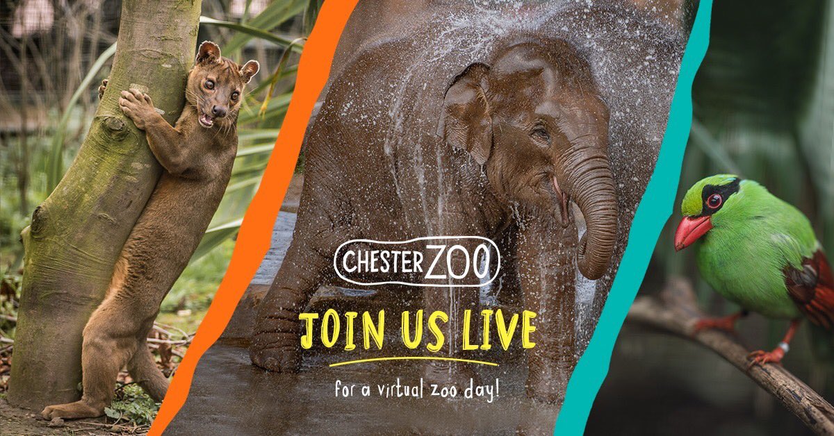 chesterzoo's tweet image. 🙋‍♀️ So, who’s coming to #TheZoo today? 

🎥 A Virtual Zoo Day LIVE! 

⏰ ‘Gates’ open at 10am over on @Facebook and @YouTube 

🛋 The PERFECT way to learn, all from the comfort of your own sofa.

⭐️ RT if you’ll be tuning in! 

#StayHomeSaveLives