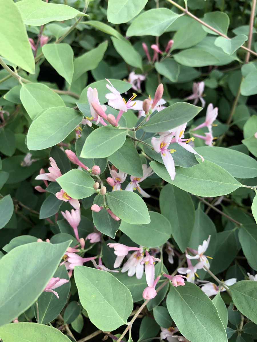 Botanic Nursery tweet media
