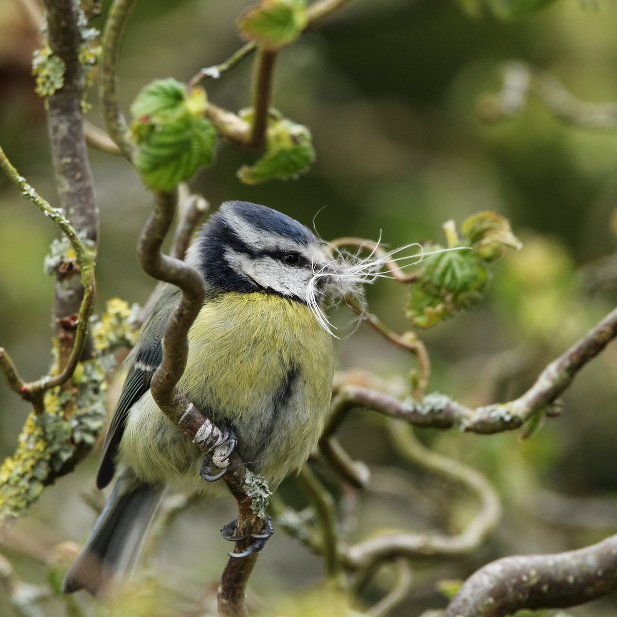 Birds of Ireland tweet media