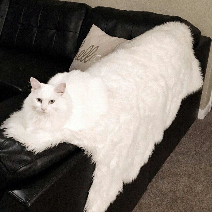 DickKingSmith's tweet photo. Lockdown tip of the day:
Spread yourself over a wide area to assert dominance in your household. https://t.co/QTKvr9K0VI