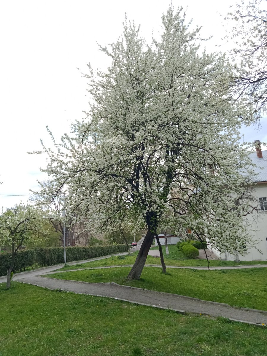 drjyowrites's tweet photo. As they say, where flowers bloom so does hope & optimism! Magical spring colours cheering up despite.
#magicalspring #spring2020 #ukraineblooms #coronavirus https://t.co/a5eJ5OXSr7