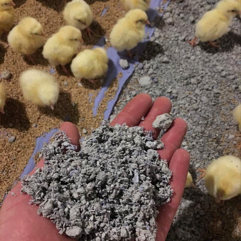 chickens_cool's tweet photo. New chick day 😁🐥😁 Starting on paper instead of shavings for the first time #ilovechickens #chicks #redtractor #poultry #broilerfarming #foodarmy #justfarmersuk #farminguk #pdhook #ardenwoodshavings https://t.co/IdhAs1JcfN