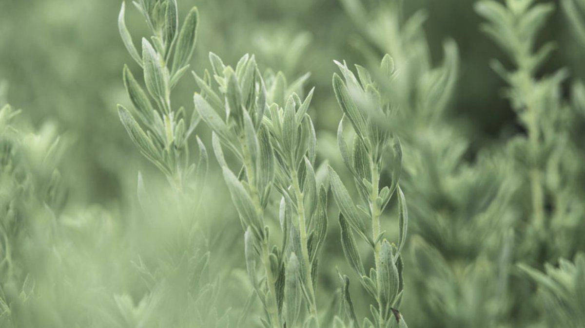 #Purecircle begins direct sale of proprietary NSF-02 natural #stevia flavour solution nutraceuticalbusinessreview.com/news/article_p… <a href="/purecircle/">PureCircle</a>