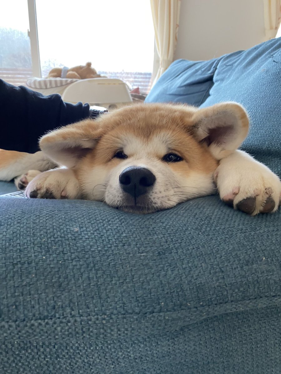 秋田犬 ジェフ 垂れ目 秋田犬 ジェフ 垂れ目