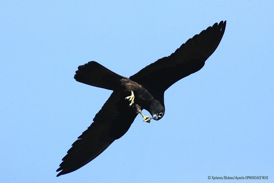 ornithologiki's tweet photo. Τέλη Απριλίου αφήνουν οι Μαυροπετρίτες τη Μαδαγασκάρη για να φτάσουν στη Μεσόγειο.
---
Eleonora’s Falcons migrate in late April, flying above Africa to reach the Mediterranean.
 📷Χρήστος Βλάχος | Chris Vlachos
#BirdMigrationOnTheMove
👉  Περισσότερα/More: https://t.co/hCr1GUqtZA https://t.co/NHTRDAeNtw