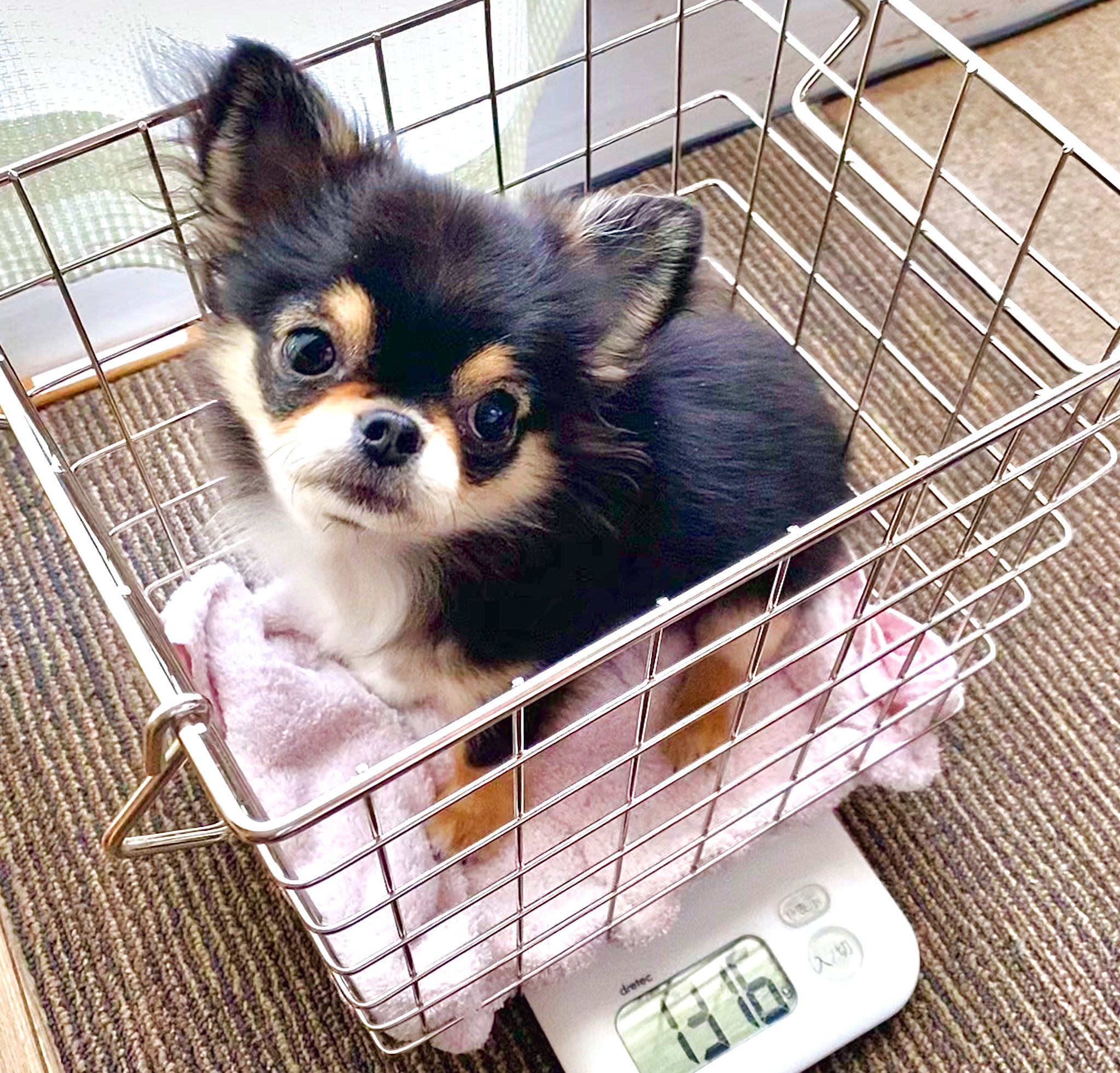 Twitter 上的 アルパパ 愛媛 まろ君は今日で生後5ヶ月 まだまだ小さいけど大きくなりました チワワ 生後5ヶ月 生後152日目 Iphone 11 Pro Max ポートレートモード撮影 T Co Yuxxqhsid3 Twitter