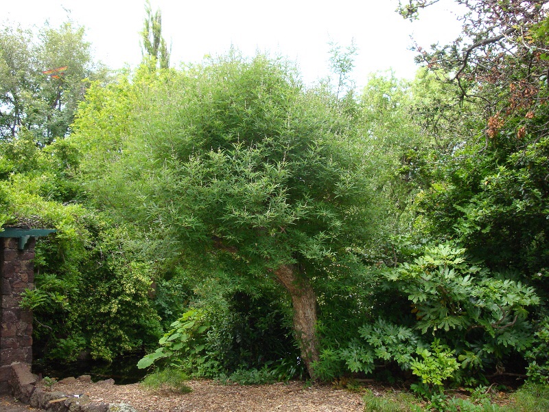 Keiko: heritage listed Vitex agnus-castus tree, Footscray Park  https://vhd.heritagecouncil.vic.gov.au/places/71073 