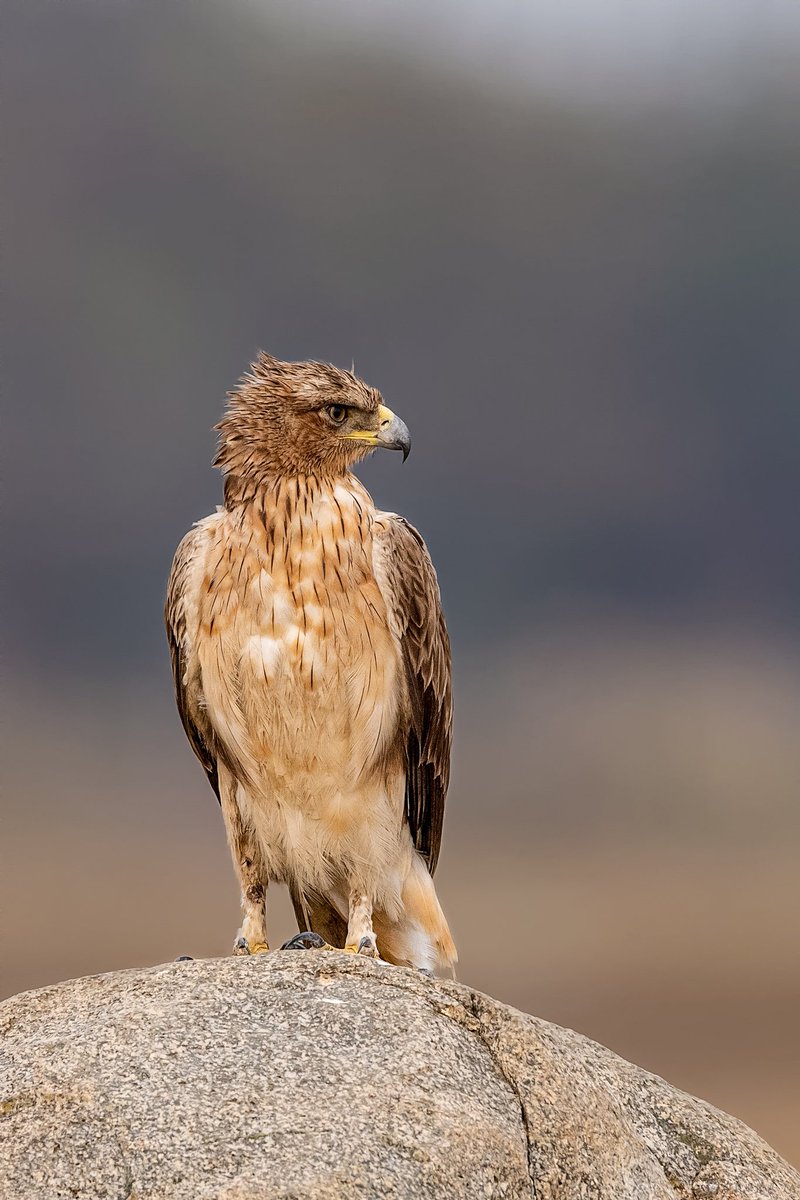 Common Kestrel is regular winter visitor to Osman Sagar and Himayat Sagar lakes.

#SaveOsmanSagar #SaveGo111
@KTRTRS @HiHyderabad
@TelanganaCMO 
@hydbirdingpals 
@TelanganaToday 
@HarithaHaram 
@TV9Telangana 
@TelanganaForest