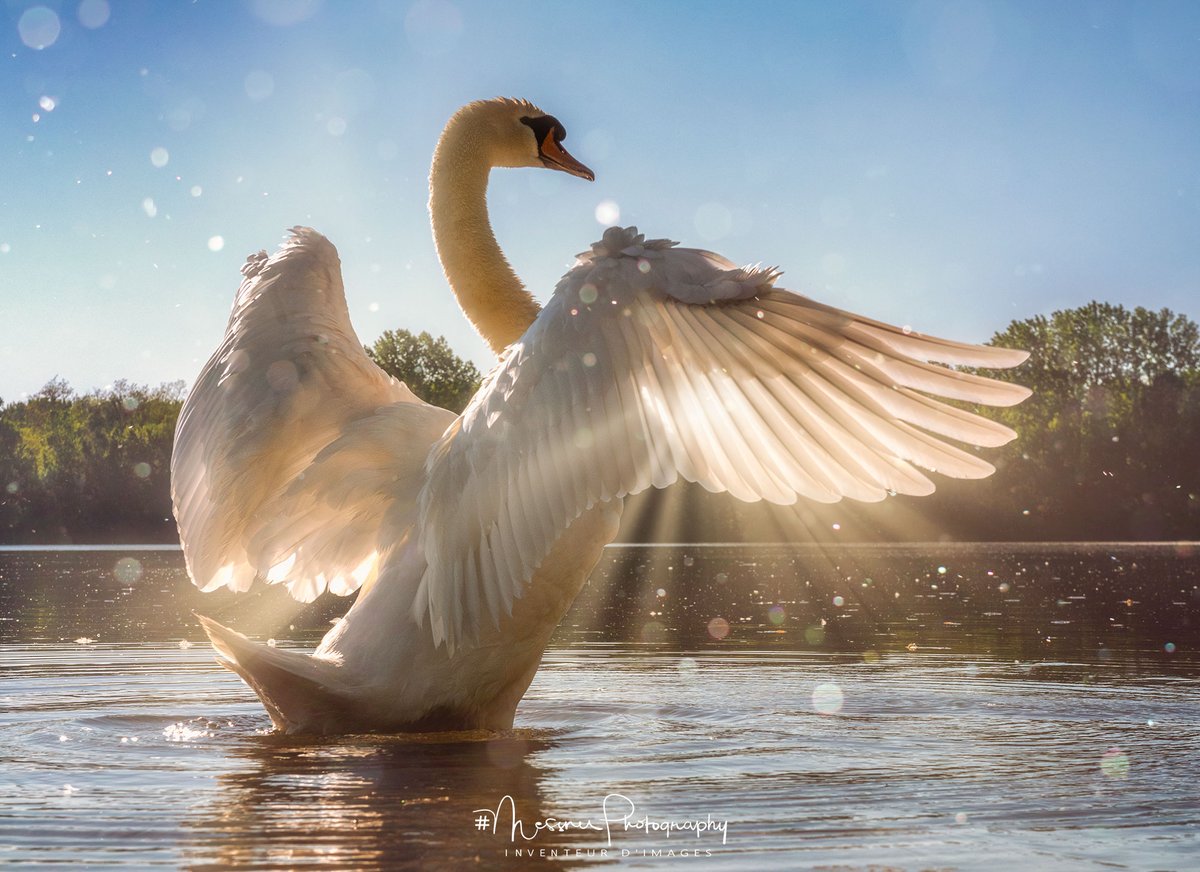 Messnerfotos's tweet photo. RESUME MY FLIGHT #Strasbourg #VisitStrasbourg #swan #wildlife #stayathome #bird #messner #messnerphotography #soundofsilence #peace #wildlifephotography #voyagesimmobiles #ILoveStrasbourg #France #nationalgeographic #restezchezvous #VisitFrance #Iamflying #life #calm #outdoors https://t.co/qXdt8NUYFm