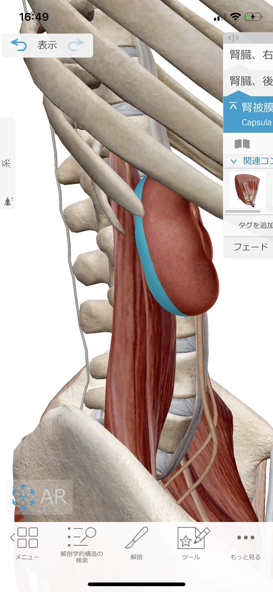 有須田 沙季 ありすだ さき 腰痛 腸腰筋や大臀筋 梨状筋など 筋が硬くなって引き起こされることも 知っておくべきことだけど 意外に知らない原因は 腎臓の動きが悪いってこと あくまで働きではなく 動きです 腎臓は大腰筋にくっついてる ので