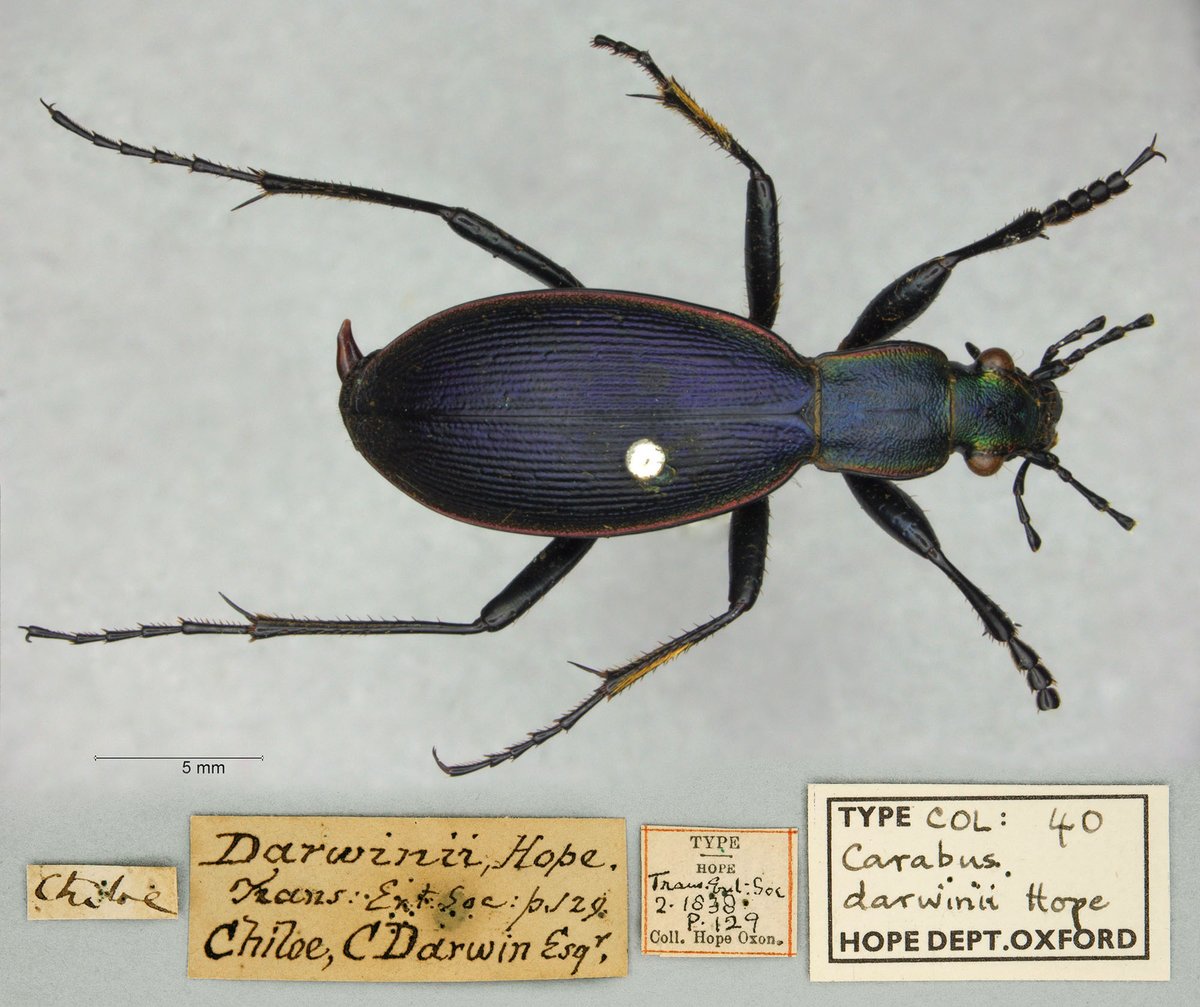 morethanadodo's tweet photo. Two more ground #beetle type specimens ready to go on line, collected almost 200 years ago by a C. Darwin Esq. 
#naturalhistory #conservation #nature #insects #scicomm #Science #wildlife #nature #museum #oumnh #oxforduniversitymuseumofnaturalhistory #museumofnaturalhistory #bugs https://t.co/lX1sYQItms
