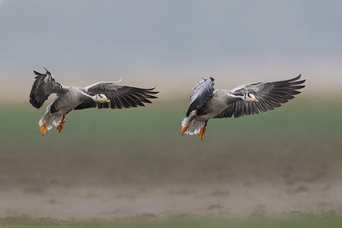 hydbirdingpals's tweet photo. Every Winter Bar-headed Goose visits different parts of Hyderabad.
This year more than 400 of them visited Osman Sagar and Himayat Sagar lakes.
It's time to protect these lakes to see them every year.
#SaveGO111
#SaveOsmanSagarLake
#SaveHyderabadLakes
#SaveHydGreenCover https://t.co/nywc8hZZ95