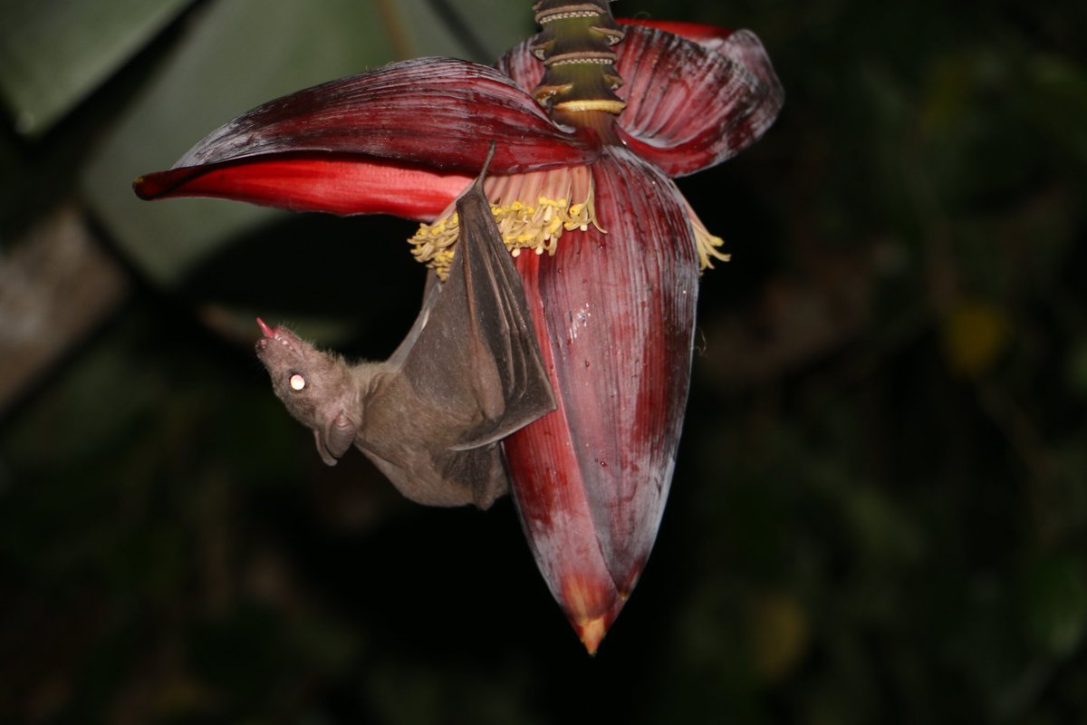 5) Bats perform vital ecosystem services Pollinate flowers of many other commercially and imp plants Insect-eating bats are voracious eaters of pest insect in rice, corn, cotton and tea farms. There4 bats benefit ecological nd human health nd provide intangible economic benefits