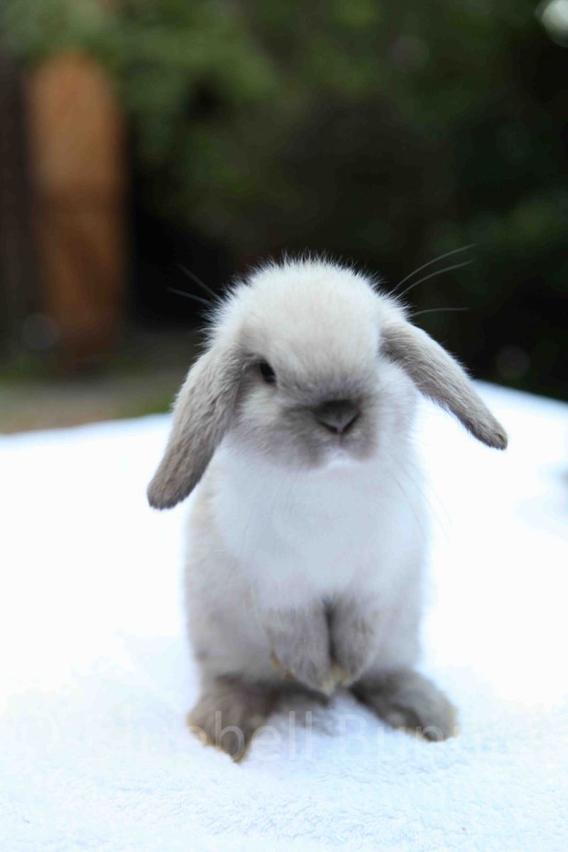 Twitter 上的 世界のウサギ図鑑 ミニロップ ドイツ原産のウサギ 垂れた耳と丸っこい体型が チャームポイントです 人の関心をひきたがる性格の子が 多いそうです T Co Tmvdlada3l Twitter